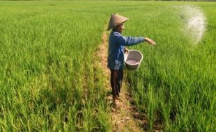 FOTO PERTANIAN SEMARANG : Pasok Pupuk Bersubsidi Dipastikan 1,3 Juta Ton