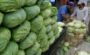 FOTO INFO BELANJA : Harga Kubis di Bandungan Rp1.500/Kg