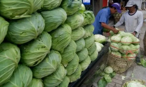 FOTO INFO BELANJA : Harga Kubis di Bandungan Rp1.500/Kg