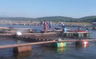 PERIKANAN BOYOLALI : Puluhan Ribu Ikan di Waduk Kedungombo Mati, Ini Penyebabnya