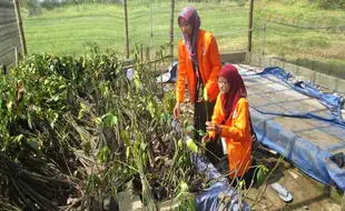   ABRASI PANTAI SELATAN : Masih Baru, Pantai Baru Pandansimo Alami Pengikisan