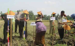 PERTANIAN BANTUL : 40 Hektare Lahan di Sumbermulyo Siap Ditanami Kedelai