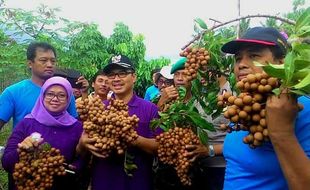 KULINER KULONPROGO : Beruru Kelengkeng Manis di Tawangsari