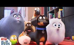 FILM TERBARU : Film The Secret Life of Pets Mulai Tayang di Madiun dan Ponorogo