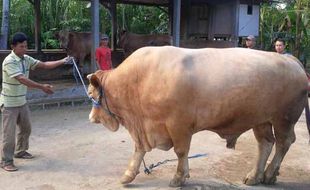 HARGA SAPI : Wow! Sapi Asal Gunungkidul Laku Rp100 Juta