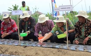 PERTANIAN KARANGANYAR : Petani Bawang Putih Butuh Kepastian Harga Pasar