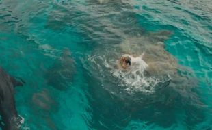 FILM TERBARU : Serangan Hiu Putih di Film The Shallows Mulai Tayang di Madiun dan Ponorogo