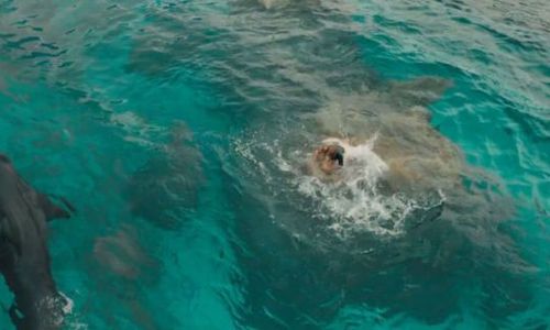 FILM TERBARU : Serangan Hiu Putih di Film The Shallows Mulai Tayang di Madiun dan Ponorogo