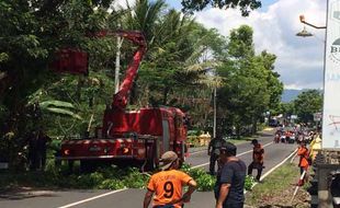 LAYANAN LISTRIK : PLN Jogja Minta Masyarakat Laporkan Potensi Gangguan Listrik Akibat Pohon Tumbang