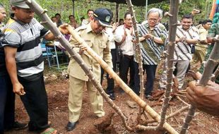 PERTANIAN GUNUNGKIDUL : Ciptakan Ubi "Berkelas", Ini yang Dilakukan Pemkab