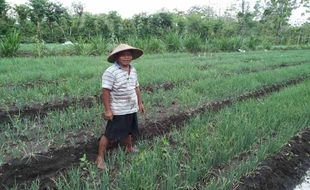 Dorong Generasi Muda untuk Bertani, Gunungkidul Bentuk Taruna Tani