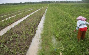 PERTANIAN BANTUL : Produksi Bawang Merah Turun, Diduga Terdampak Uap Tambak Udang