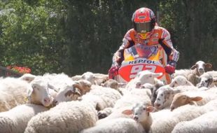 KABAR PEMBALAP: Asyik Bawa Motor, Marc Marquez Malah Dicegat Domba