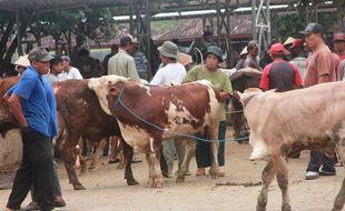 IDULADHA 2016 : Penjualan Ternak Sepi, Harga Rendah