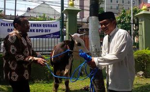 IDULADHA 2016 : Bank BPD DIY Salurkan 7 Sapi dan 75 Kambing