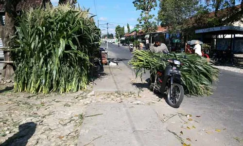 Program Kampung Iklim, Kepek Wakili DIY ke Tingkat Nasional