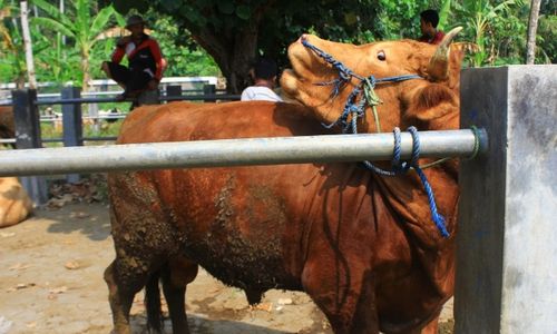 PETERNAKAN PACITAN : Waspada Antraks, Pemkab Wajibkan Sembelih Hewan Ternak di RPH