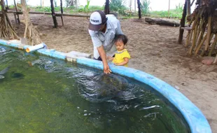 WISATA PACITAN : Berwisata dan Belajar di Tempat Konservasi Penyu Pantai Taman