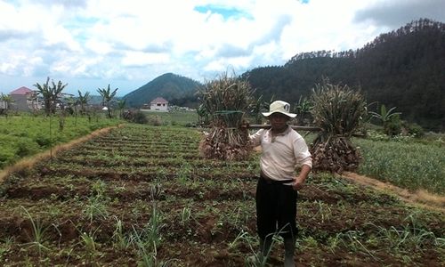 PERTANIAN KARANGANYAR : Curah Hujan Tinggi, Petani Bawang Panen Awal