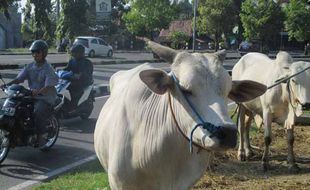 IDULADHA 2016 : Penjualan Kambing Lebih Tinggi daripada Sapi