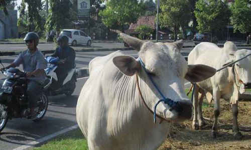 IDULADHA 2016 : Penjualan Kambing Lebih Tinggi daripada Sapi