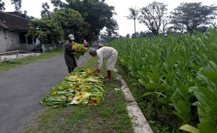 PERTANIAN KLATEN : Inilah Panen Perdana Tembakau Klaten