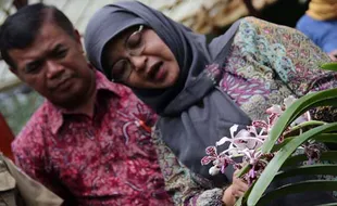 Anggrek Vanda Tricolor Merapi Langka, Ini Upaya TNGM