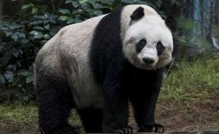 KISAH UNIK : Kesehatan Melemah, Panda Tertua Disuntik Mati