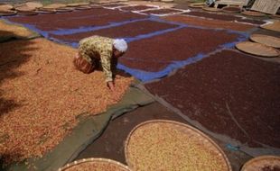 FOTO PERKEBUNAN JATENG : Harga Cengkih Tinggal Rp28.000/Kg