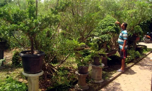 PELUANG USAHA : Inilah Kampung Bonsai di Sragen