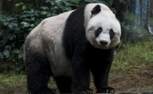 Panda Raksasa Ini Terpaksa Disuntik Mati