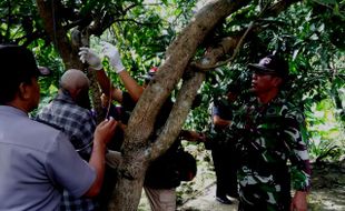 BUNUH DIRI SRAGEN : Minggu Pagi, Kakek Ini Tergantung di Pohon Mangga