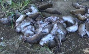 PERTANIAN GUNUNGKIDUL : Petani Terancam Gagal Panen Karena Tikus