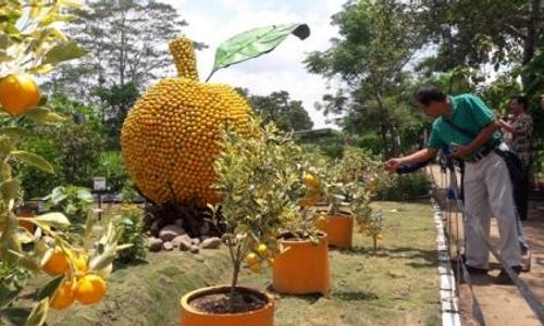 HARI PANGAN SEDUNIA : Setelah Menara Jagung, Jeruk Raksasa Juga Hiasi Kebun Pemkab Boyolali