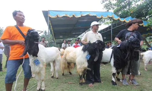 KONTES TERNAK KULONPROGO : Sapi Potong Terberat Dihargai Rp30 Juta