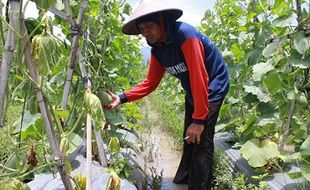 PERTANIAN PONOROGO : Terendam Air, Belasan Hektare Melon di Sawoo Gagal Panen