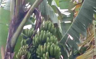 Ada Pohon Pisang Bertandan Tiga di Sragen, Warga Heboh