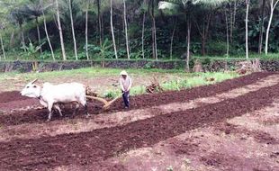 PETERNAKAN GUNUNGKIDUL : Waspadai Ternak yang Mati Mendadak