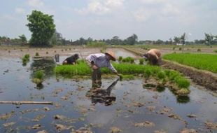 PENCEMARAN LINGKUNGAN SUKOHARJO : Limbah Ciu Dibuang ke Irigasi, Petani Protes