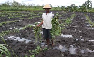 PERTANIAN GUNUNGKIDUL : Hujan, Petani Semangka Gagal Panen