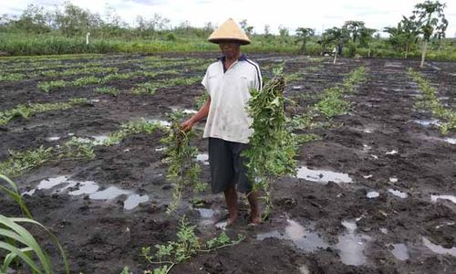 PERTANIAN GUNUNGKIDUL : Hujan, Petani Semangka Gagal Panen