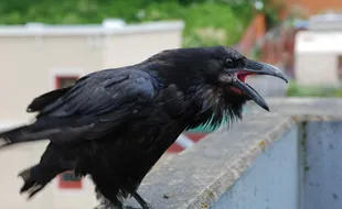 Bikin Merinding hingga Bawa Hoki, Ini Mitos di Balik 5 Jenis Burung