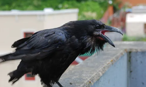 Bikin Merinding hingga Bawa Hoki, Ini Mitos di Balik 5 Jenis Burung