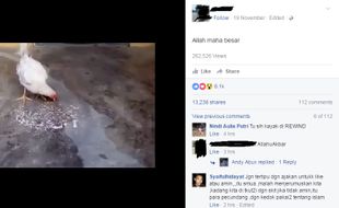 Begini Penjelasan tentang Video Ayam Menulis Nama Allah