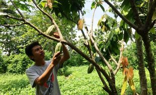 PERTANIAN GUNUNGKIDUL : Prospektif, Tanaman Kakao Mulai Digalakkan