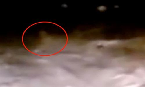 VIDEO KONTROVERSIAL : Pemuda Rusia Ngaku Rekam Penampakan Yeti