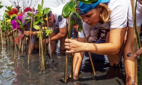 FOTO PENGHIJAUAN SEMARANG : 60 Sukarelawan Great Tanam Mangrove