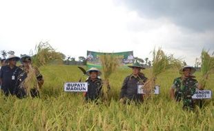 PERTANIAN MADIUN : Menguntungkan, Bupati Dukung Penerapan Teknik Tanam Sebar Padi