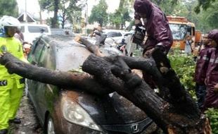 ANGIN KENCANG SOLO : Pohon Tumbang di Jl. Slamet Timpa Honda Jazz