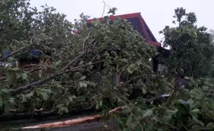 ANGIN KENCANG BOJONEGORO : Kerugian Akibat Angin Ribut Capai Rp200 Juta